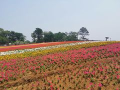 -大塘金香草谷