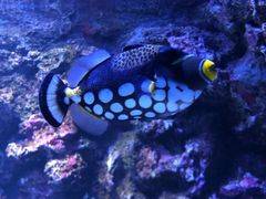 -暹罗海洋世界