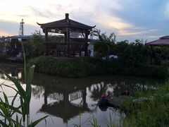 -樂桃源奉贤黄桃种植采摘基地