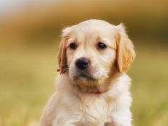 -犬也宠物造型(恒茂国际都会商业街店)