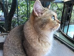 -喵屿·大理花园猫咖