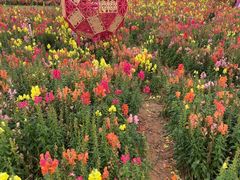 -芒洲湿地公园