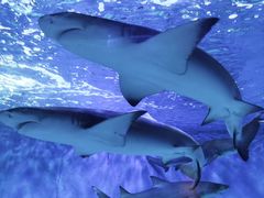 -太平洋海底世界