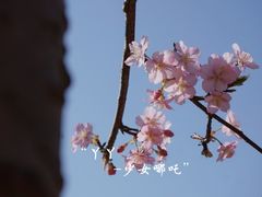 -顾村公园