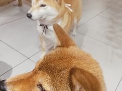 -柴务处·柴犬主题狗咖