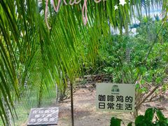 -兴隆隆苑咖啡庄园