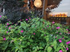 -鲁山人日本料理·放题·套餐(松卫北路店)