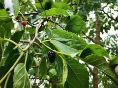 -中国香山·寿香谷