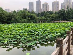 -龙头寺公园