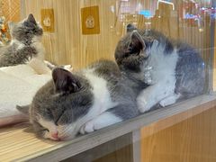 -屋虎猫馆(宝安大仟里店)