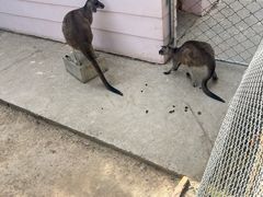 -青藏高原野生动物园