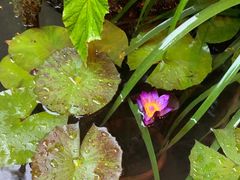 -华冠悠岚·庭院餐厅(青城后山店)