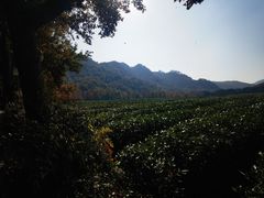 -中国茶叶博物馆(双峰馆区)