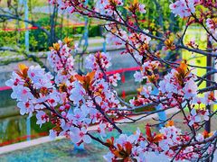 -元大都城垣遗址公园