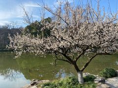 -杭州植物园