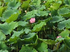 -野鸭湖国家湿地公园