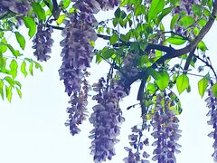 -黄兴公园