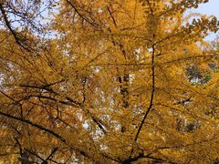 -四川大学(华西校区)