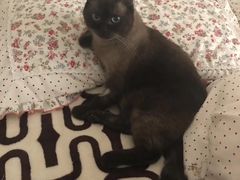 -纳吉亚猫专科动物诊疗中心(蒋宅口分院)