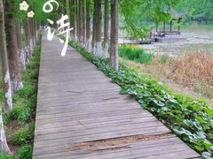 -合肥滨湖国家森林公园