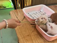 -藦茜花园宠物主题亲子互动体验馆(国顺东路店)