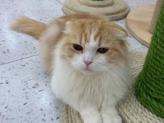 -喵园·猫主题咖啡厅·撸猫·猫咖(国贸店)