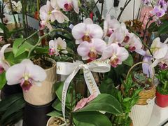 -FEI FEI FLOWER鲜花店·气球派对·宝宝宴布置(虹口德必运动Loft店)