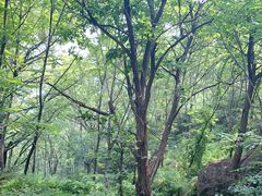 -云岫谷游猎自然风景区