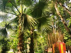 -中国科学院西双版纳热带植物园