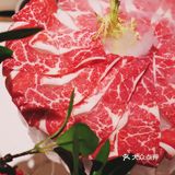 荔枝树下吃鸽子汤火锅，就到豆捞坊
