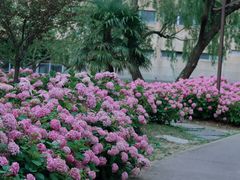 -上海滨江森林公园