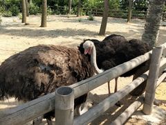 -大连森林动物园