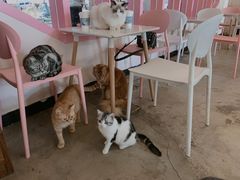 -喵匠猫主题咖啡(凯德和平广场店)