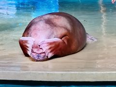 -哈尔滨波塞冬海底世界