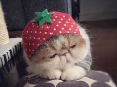 -纳吉亚猫专科动物诊疗中心(蒋宅口分院)