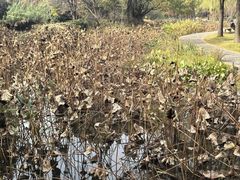 -洛阳市隋唐城遗址植物园