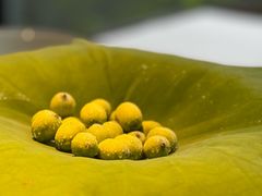 -桂语山房(满觉陇店)