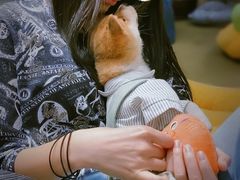 -逗柴咖啡屋·狗咖猫咖宠物桌游