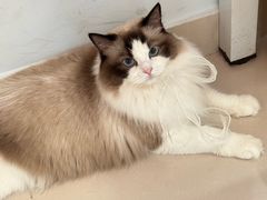 -欣宠猫屋·矮脚拿破仑·蓝金金渐层