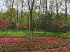 -东平国家森林公园