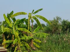 -芒洲湿地公园