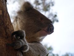 -威勒比开放式动物园