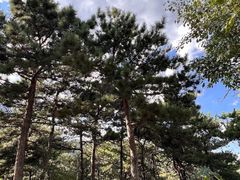 -北京西山国家森林公园