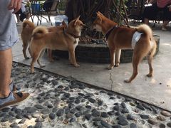 -柴犬高等学院·狗咖·柴犬售卖·宠物训练