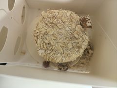 -好利来(鲁谷店)