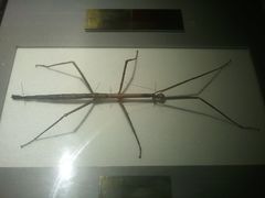 2012-03-18&nbsp;12.22.07-上海昆虫博物馆