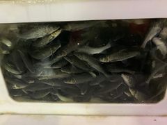 -新农都水产市场