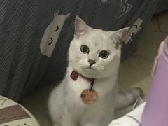 -lincat·猫舍(广州店)