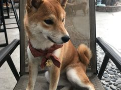 -柴犬高等学院·狗咖·柴犬售卖·宠物训练