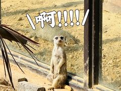 -大连森林动物园